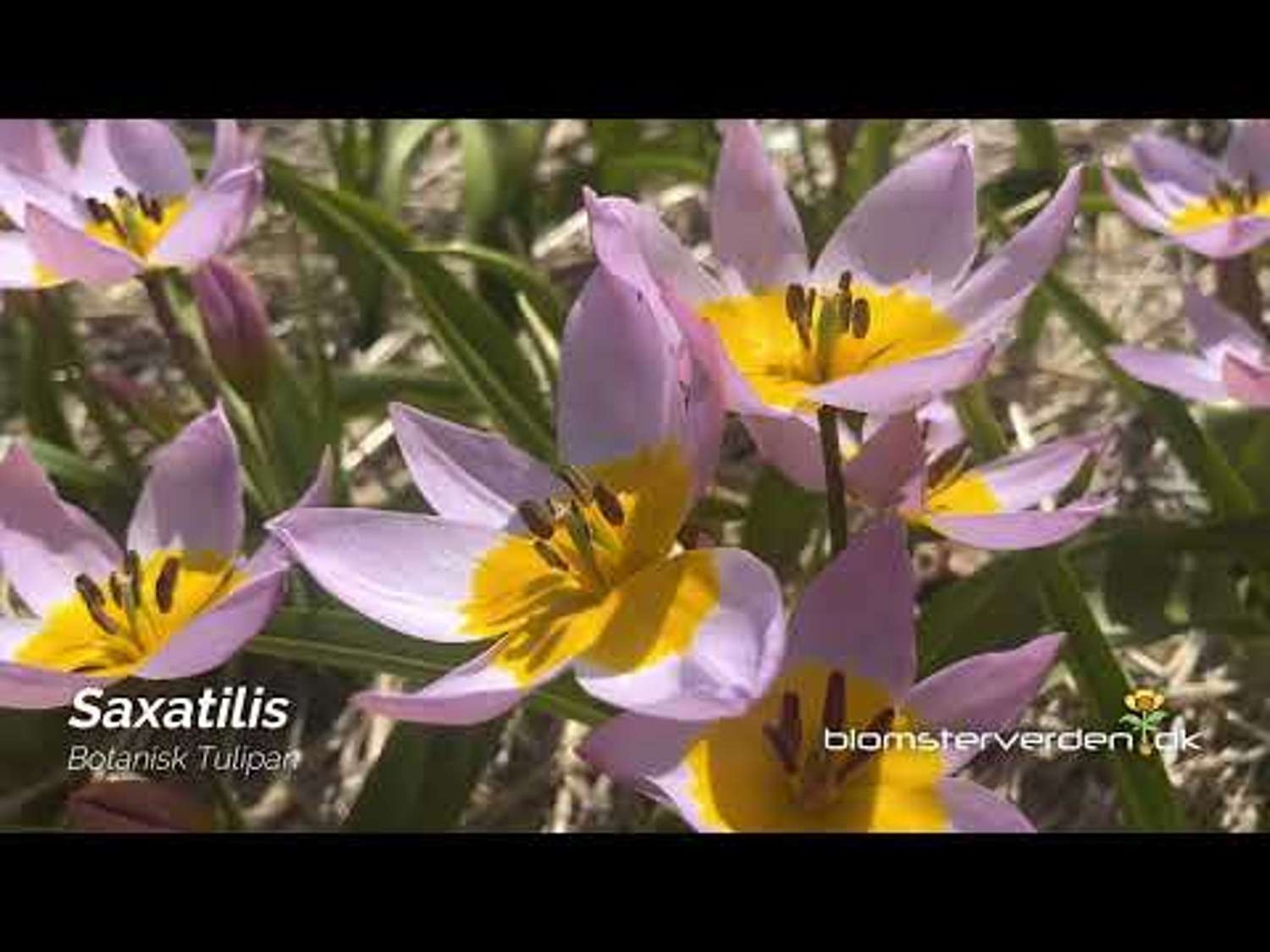 Botaaninen tulppaani 'Saxatilis' / 'Lilac Wonder'
